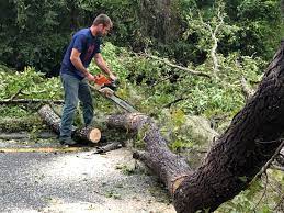Best Emergency Tree Removal  in Ouray, CO