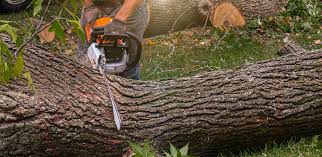 Best Lawn Renovation and Restoration  in Ouray, CO
