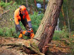 Best Lawn Drainage Solutions  in Ouray, CO