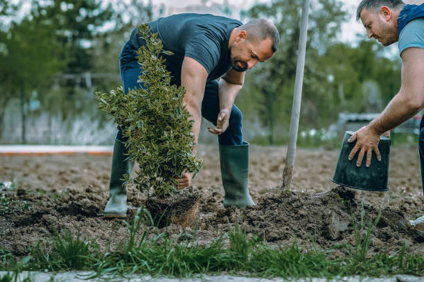 Lawn Pest Prevention in Ouray, CO