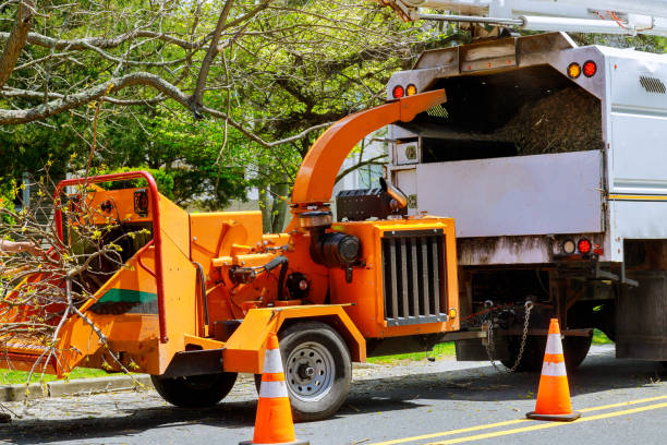 Professional Tree Services in Ouray, CO