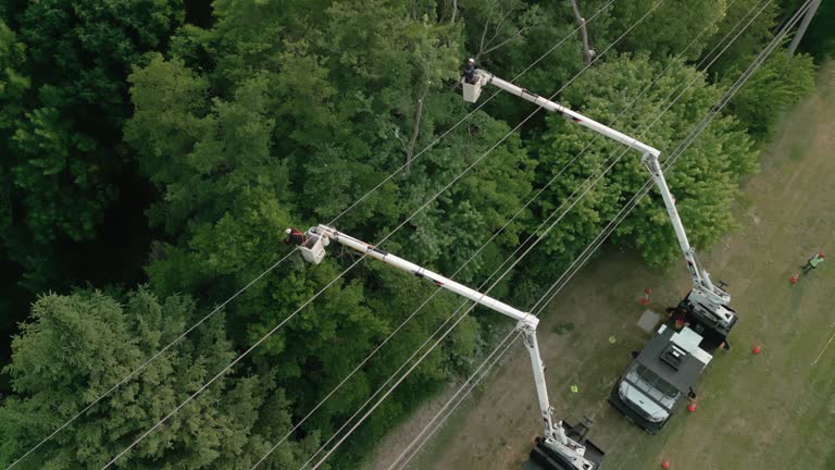 How Our Tree Care Process Works  in  Ouray, CO