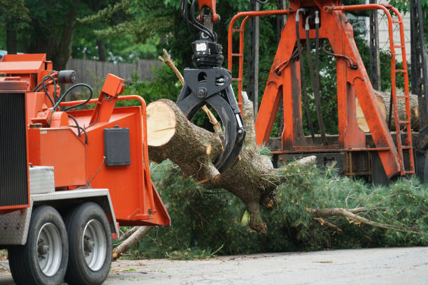 Best Lawn Maintenance Plans  in Ouray, CO