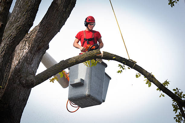 Best Arborist Consultation Services  in Ouray, CO